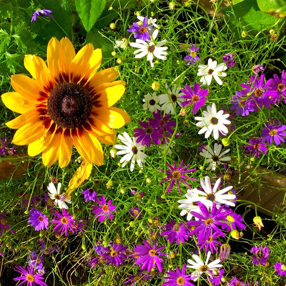 Meet your Posher, Daisy - Picture 1 of 1